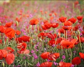 Poppies in Spring - 5x7 Fine Art Photograph poppies campions red pink Israeli wildflowers blooming by Around the Island Photography