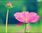 Pink Flower Photograph Whimsical Romantic Fine Art Home Decor