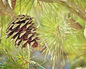 Pine Cone in the Sun - Jerusalem Pine - Nature Photography - Israel Photograpy - 5x7 Fine Art Photograph