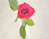 Mother's Day Red Rose - Love Art - Red Flower 5x7 Photo