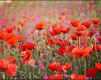 Poppies in Spring - 5x7 Fine Art Photograph poppies campions red pink Israeli wildflowers blooming by Around the Island Photography