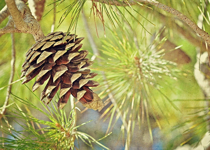 Pine Cone in the Sun - Jerusalem Pine - Nature Photography - Israel Photograpy - 5x7 Fine Art Photograph