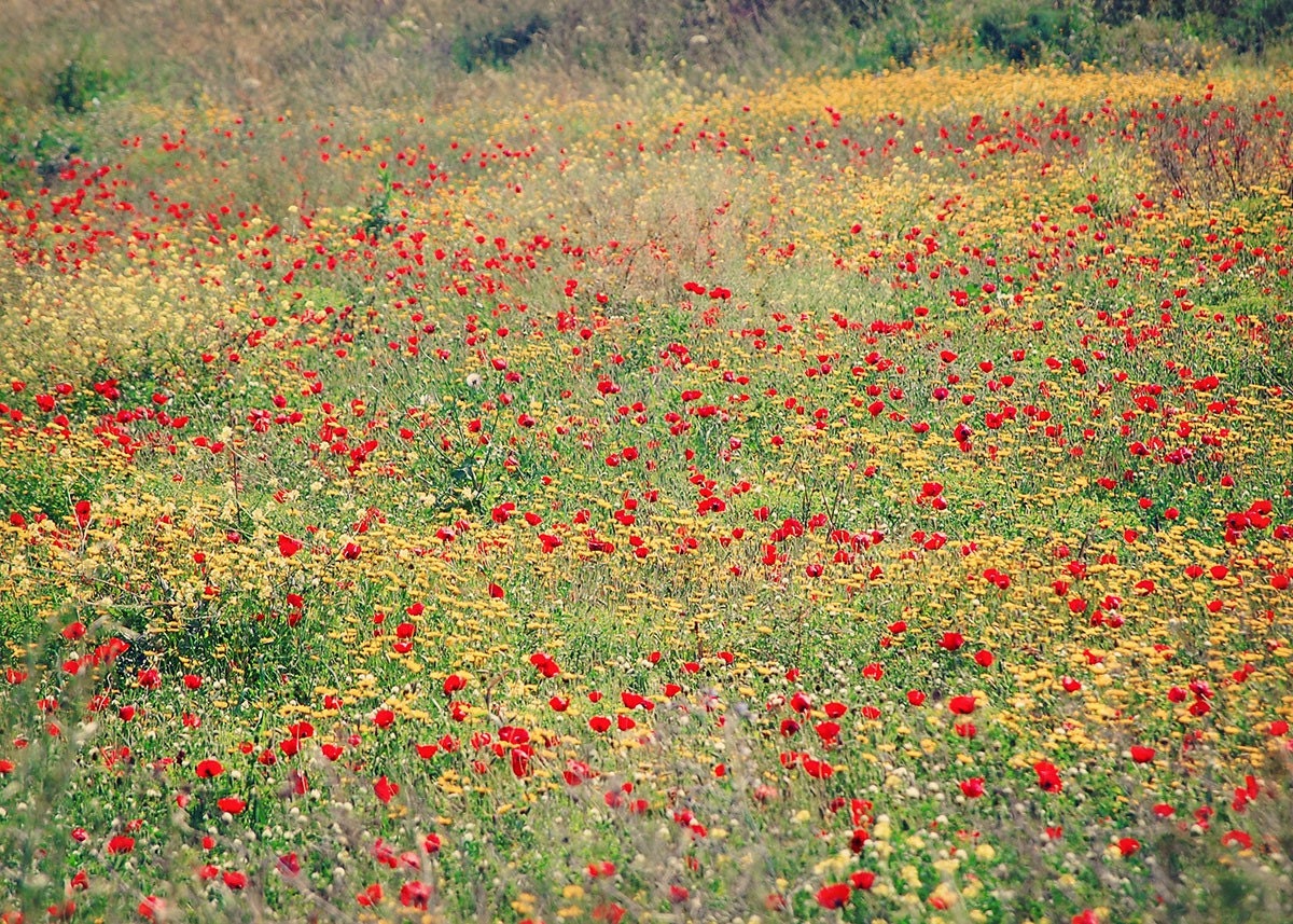 Israel Wildflowers