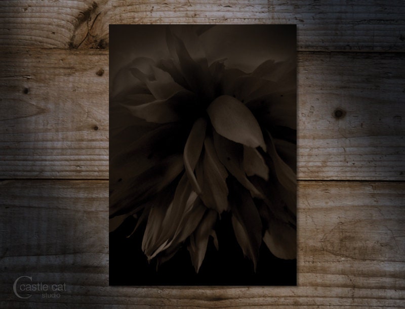Postcard - Dark peony