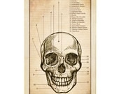 Anatomy of the Skull Flash Card - Antique Style - Original Illustration Print