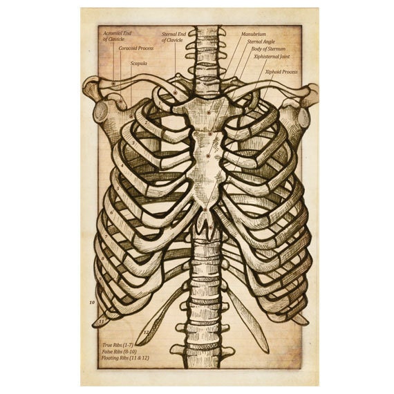 Anatomy of the Thorax Flash Card - Antique Style - Original Illustration Print