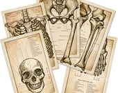 Antique Style Skeletal Anatomy Set - Original Illustration