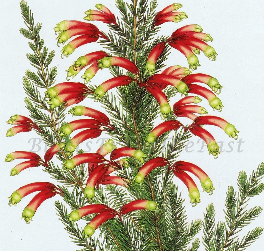 Vintage BOTANICAL Lithograph c.1802 'Erica Speciosa', Floral, Beautifully Illustrated, Perfect for Framing, Charming, Stunning