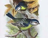 1896 Blue Titmouse BIRD Chromolithograph, Pl XV, Stunning, Beautifully Illustrated, Remarkable, Lovely, Adorable, Mother Nature