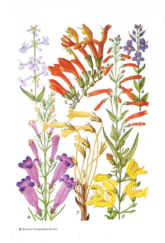 1928 Botanical Plate SNAPDRAGON FAMILY Pl 15, Colorful, Perfect for Framing, Beautiful Illustrated, Floral, Perennial