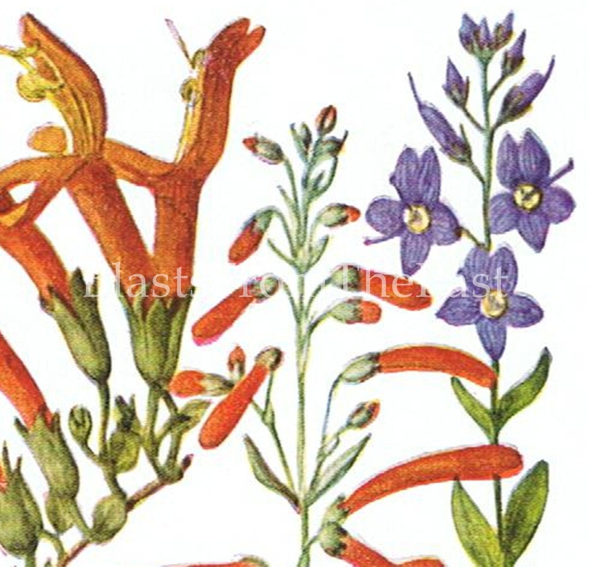 1928 Botanical Plate SNAPDRAGON FAMILY Pl 15, Colorful, Perfect for Framing, Beautiful Illustrated, Floral, Perennial