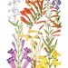 1928 Botanical Plate SNAPDRAGON FAMILY Pl 15, Colorful, Perfect for Framing, Beautiful Illustrated, Floral, Perennial
