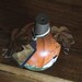 Primitive Pumpkin Fall Decor