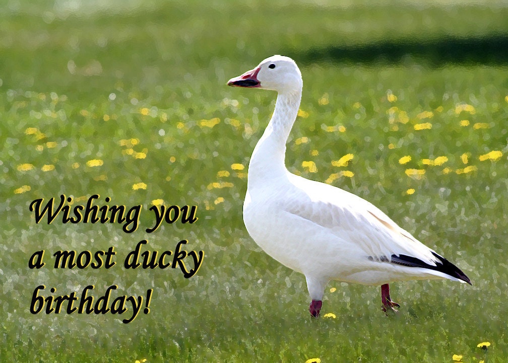 Happy Birthday card - Wishing you a most ducky birthday greeting card - Cute card funny card (Ready to ship) 039HB
