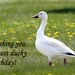 Happy Birthday card - Wishing you a most ducky birthday greeting card - Cute card funny card (Ready to ship) 039HB