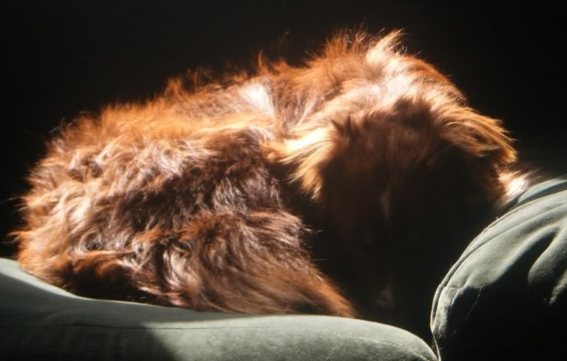 Your Pet Fur Into Yarn or Knits