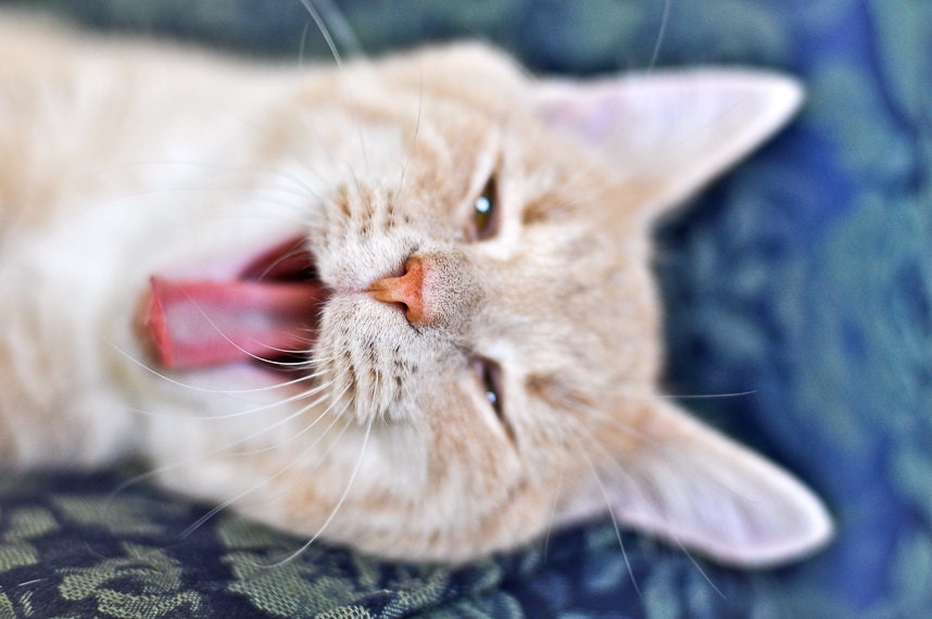 Kid's bedroom decor cat meow blue fur yawn kitty tired sleepy pink tongue girls decor Mid afternoon doldrums fine art photograph
