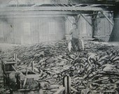 Antique Postcard - B.C. Fishing Industry, A Morning's Delivery, 100,000 Salmon, 1907