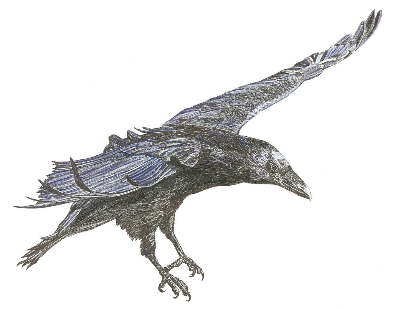 The Egg Thief  Raven