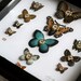 Cabinet of Curiosities Specimen no. 2 -The Moth Eye Flies - original 3D insect paintings by Mab Graves