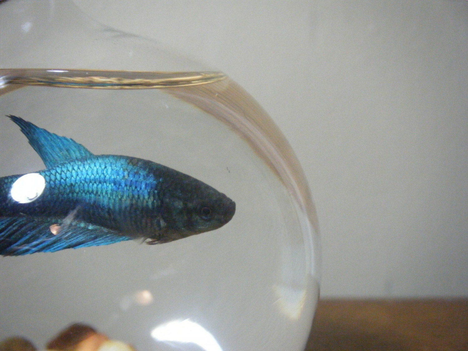 Repurposed Round Lightbulb Vase (or Fishbowl)