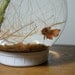 Large Lightbulb Fishbowl