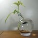 Large Lightbulb Fishbowl Kit