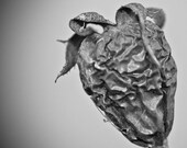 Black and white strawberry, dramatic texture, square 4x4. Free domestic shipping.