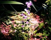 8 X 10 Photograph - Ray of Hope