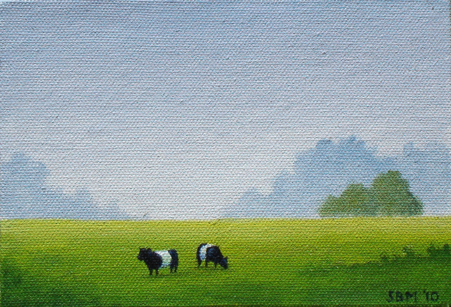 Belted Galloways 4 x 6 Print by SBMathieu