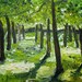 Orchard in Abruzzo Italy original Oil painting