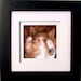 Dreaming of Kittens - 5x5 Original Signed Print