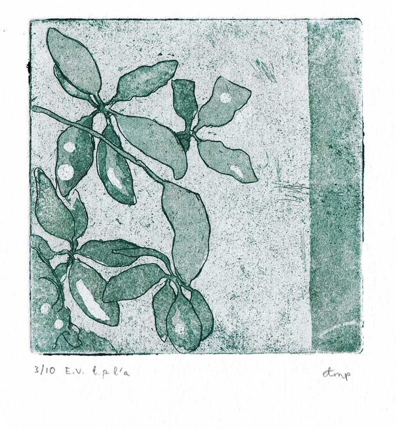 Aralia - blue