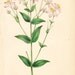 Botanical print: 1850s, hand painted, framed with reclaimed wood.