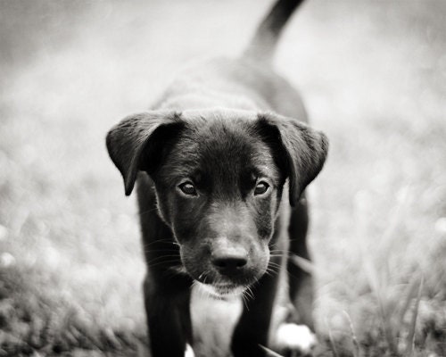 Shelter Dog Black and White Photography Puppy 5x7