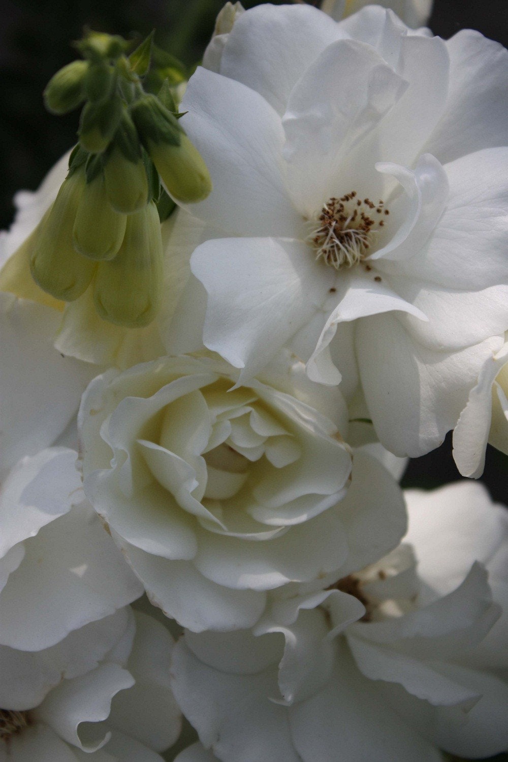 giclee print Fine art photograph  8 X 10 white roses