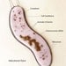 Pick a Microbe: Made to Order Fused Glass Magnet or Brooch
