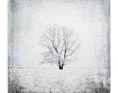 Tree Portrait - 8x8 Fine Art Print