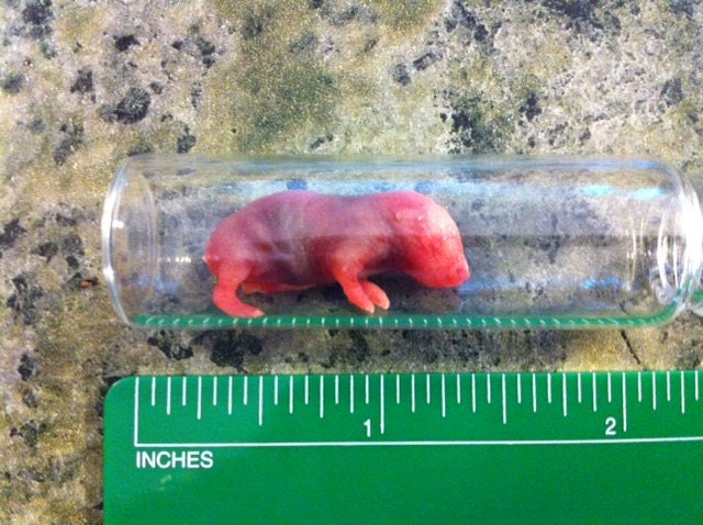 Fetal Mice