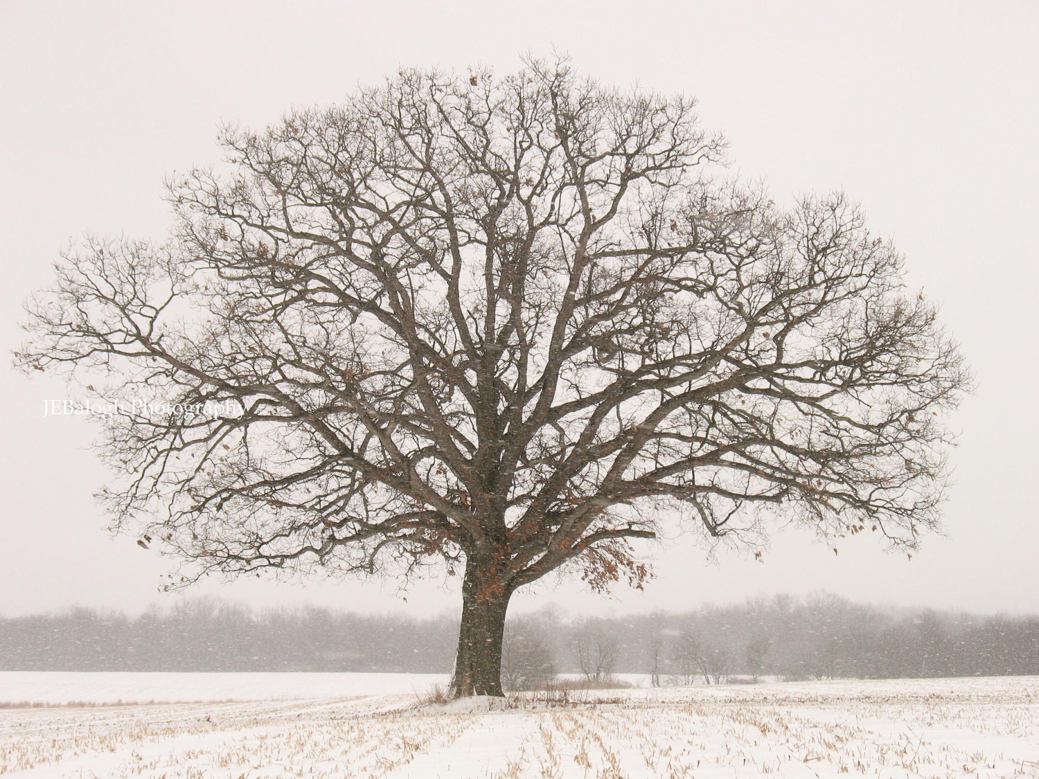 Oak Winter