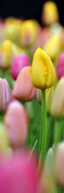 Field of Dreams -  Pastel Spring Tulips Photo Bookmark