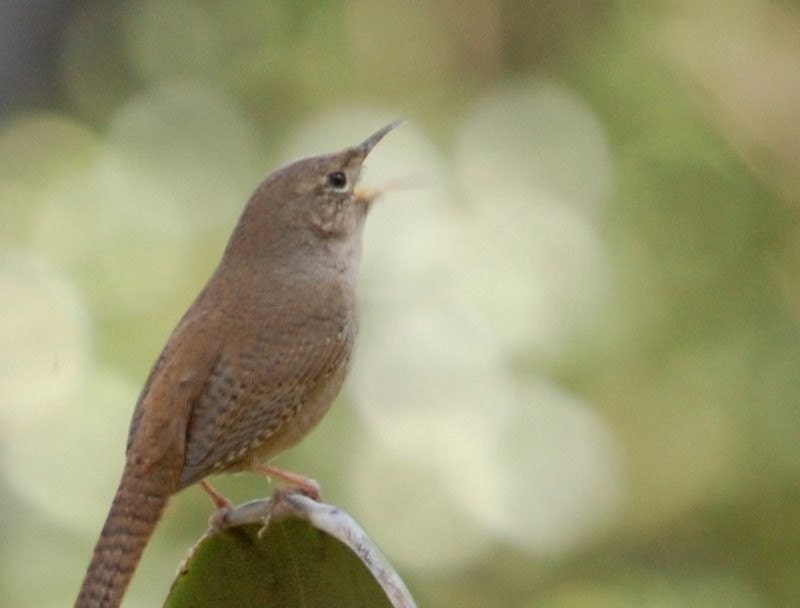 Make A Joyful Noise - Singing Wren Photo Bookmark to inspire