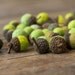Set of 12 SHADES OF GREEN  Wool Felted Acorns-  As seen in Southern Living magazine