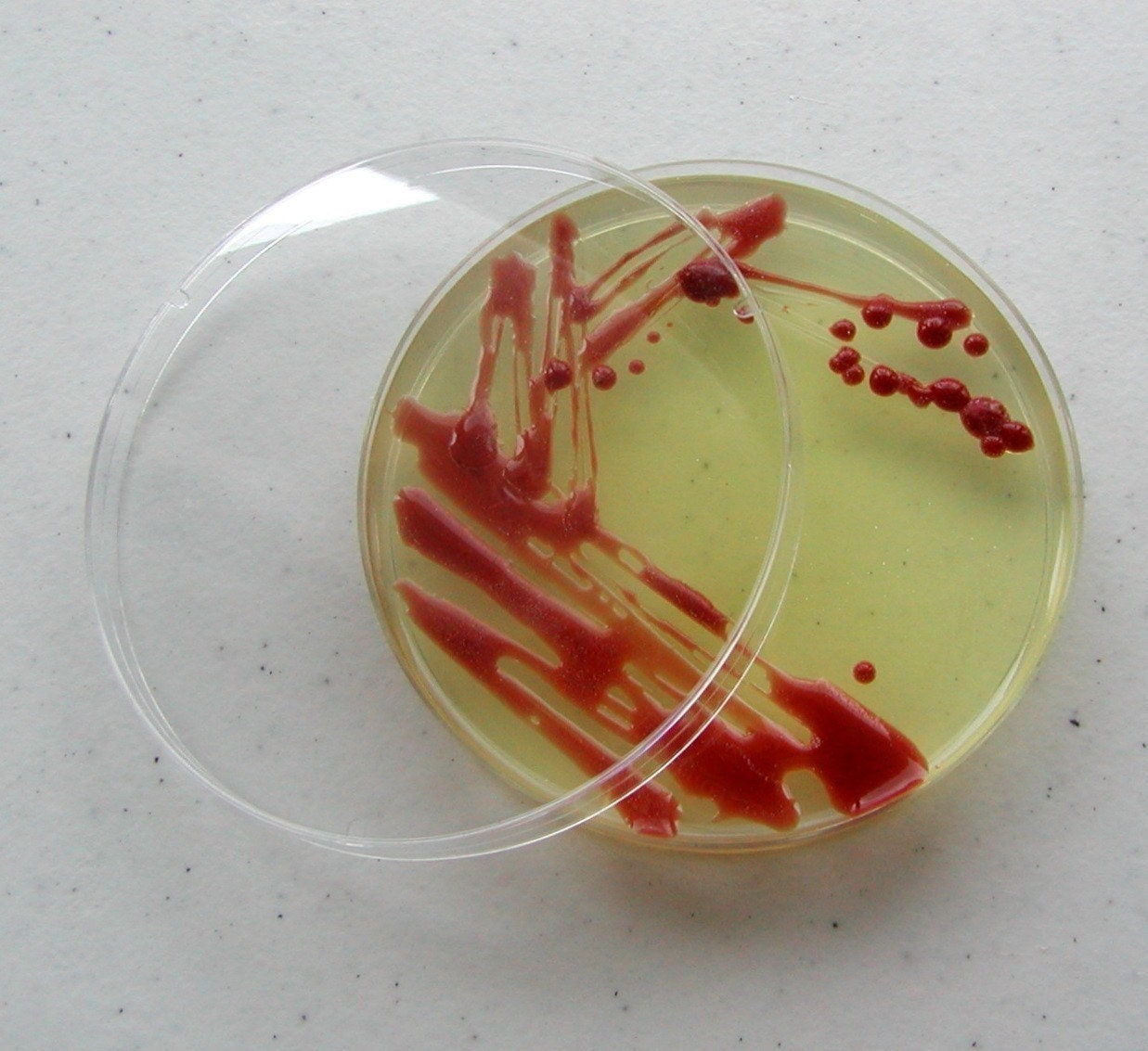 Soap - Red Salmonella in a Petri Dish (Apple)