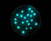Soap - Glow In The Dark - Transformation E. coli in a Petri Dish (Pearberry, Aqua Glow)