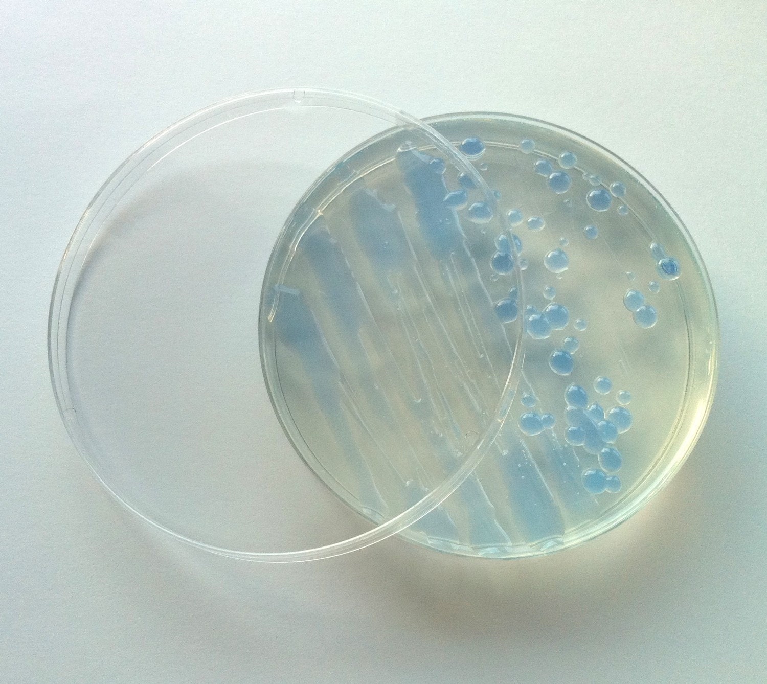 Soap - Blue S. marcescens Bacteria in a Petri Dish (Coconut)