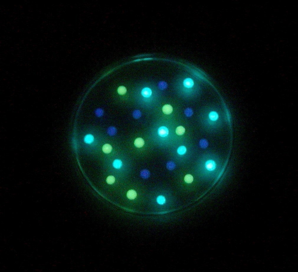 Soap - Fluorescent Cyanobacteria in a Petri Dish (Lemon Lime)