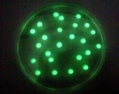 Soap - Glow In The Dark - Transformation E. coli in a Petri Dish (Pearberry, Green Glow)