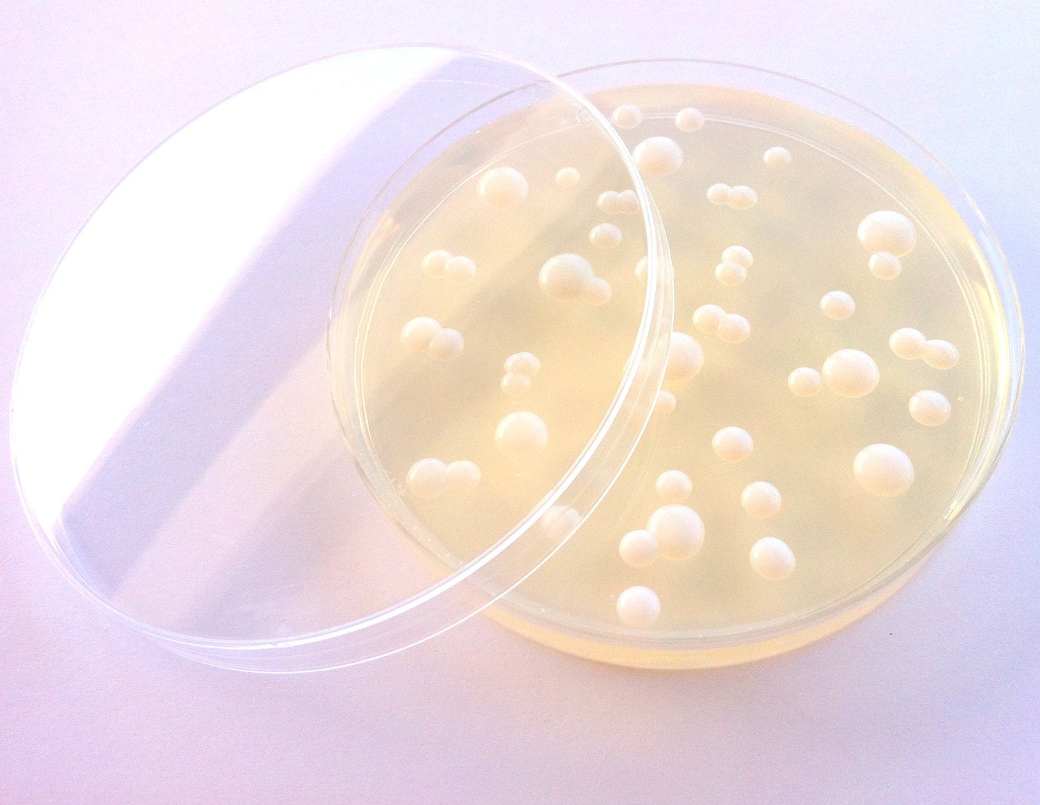 Soap - Candida albicans in a Petri Dish (Coconut)