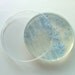 Soap - Blue S. marcescens Bacteria in a Petri Dish (Coconut)